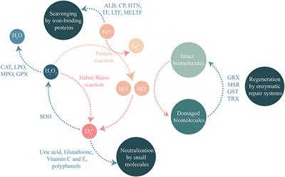 The Relationship Between Salivary Redox, Diet, and Food Flavor Perception